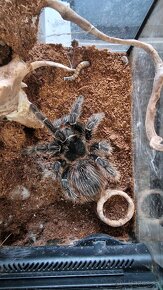 Lasiodora parahybana - 2