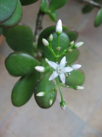 Tučnolist vajcovitý - Crassula ovata - 2