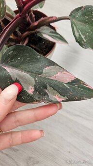 Philodendron pink princess marble - 2