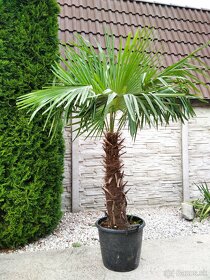 Mrazuvzdorne palmy Trachycarpus Fortunei na predaj - 2