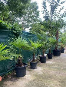 ‼️DOPREDAJ‼️Palmy Trachycarpus Fortunei - 2