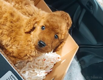 Mini goldendoodle  goldenretriver + Pudel - 2