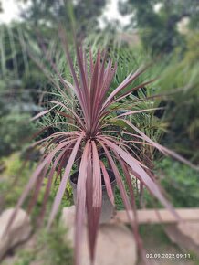 Cordyline Austrális Red star - 2