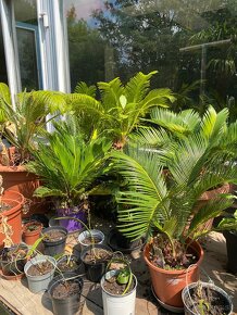 ‼️DOPREDAJ‼️Cycas Revoluta - 2