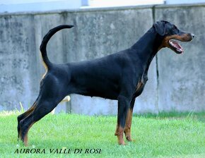 Doberman s PP - 2