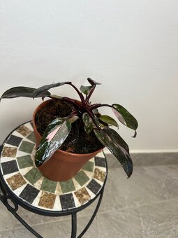 Philodendron pink Princess - 2