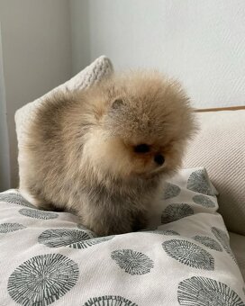 Pomeranian mini Boo - 2