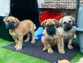 Boerboel štěňata sPP (FCI) - 2