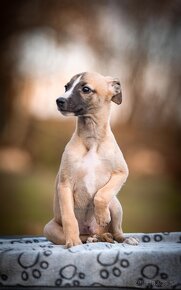 Whippet, vipet - 2