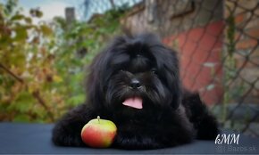 Shih Tzu (chlapec) - 2