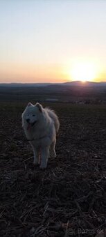 Samojed s PP - 2