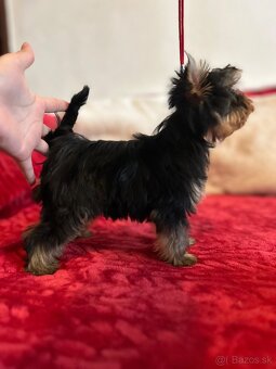 Yorkshire terrier, York s PP - 2