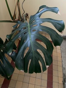 Monstera deliciosa - 2