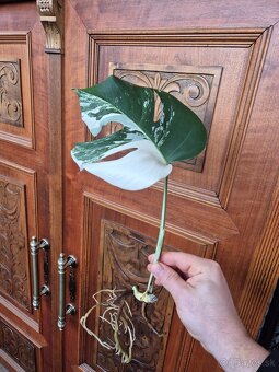 monstera deliciosa albo  odrezky - 2