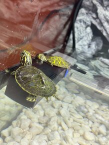 Akvárium s korytnačkami - 2