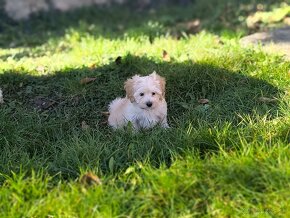 Maltipoo - 2