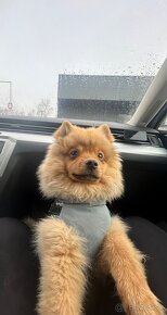 Pomeranian na krytie - 2