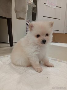 Šteniatka pomeranian - 2