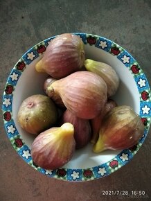 Figovniky (ficus carica) - Rodiace stromčeky - 2