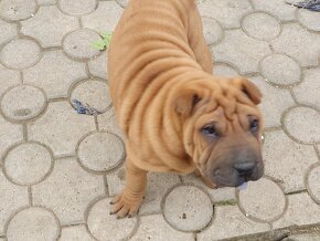 Shar-pei - 2