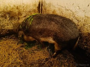 Mangalica - 2