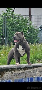 American bully XL ( krytie ) - 2