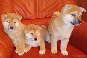 Shiba Inu - 2