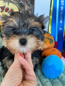 Mini Yorkshire Terrier, york, Yorkshire, Jorksir - 2