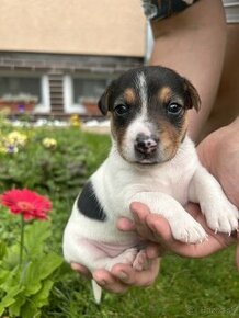 Jack Russel Terier - 2