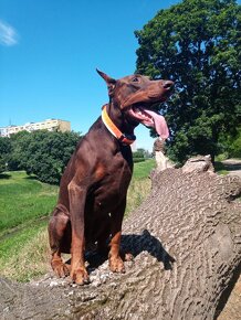 Doberman-krytie - 2