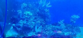 Morske akvarium - 2