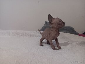 Kocúrik Sphynx - 2