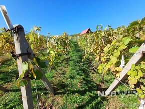 Vinica s krásnym výhľadom v Pukanci - 2