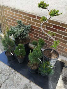 Okrasné stromčeky, kry, rastlinky, ihličnany - 2