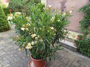 Oleander - oleandre - 2
