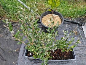 Predám rastlinky Feijoa Sellowiana (Ananásová Guava) - 2