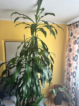 Dracena 2.5m - 2