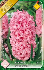 Hyacinty, biela liečivá ľalia a narcisy - cibuľky - 2