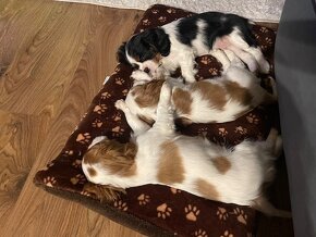 cavalier king charles spaniel - 2