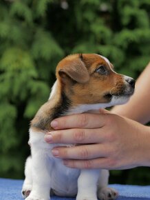 Jack russell terier - 2