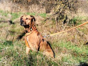 Darujem krásneho psa Bena - mix ridgeback - 2