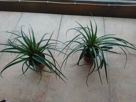 Tillandsia cyanea/Anita 1ks/4€+pošta - 2