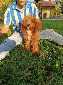 Cavapoo - 2