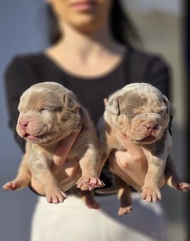 American bully xl, pitbull xxl merle tricolor - 2