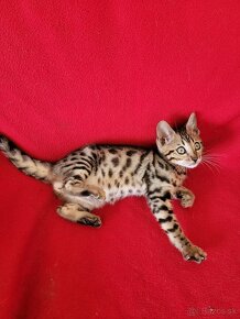 Bengalská mačka - 2