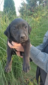 Labradorsky retriever - 2