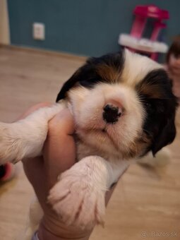 Cavalier King Charles Spaniel - 2