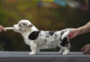 Welsh corgi cardigan steniata. - 2