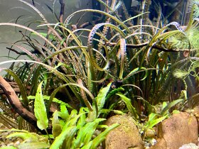 Cryptocoryne balansae - 2