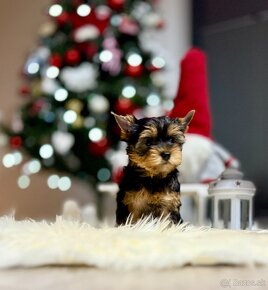 Jorkšírsky teriér, Yorkshire Terrier, Yorkshirsky Terrier - 2